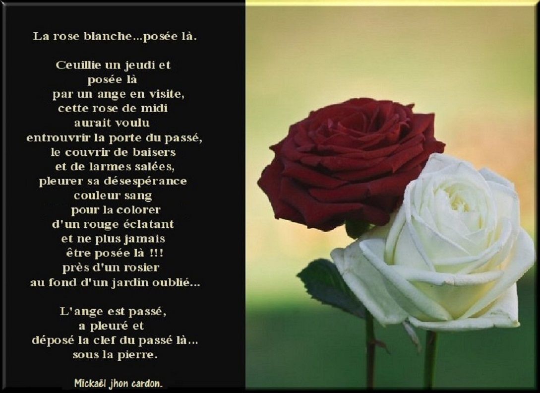 La rose blanche...posée là.